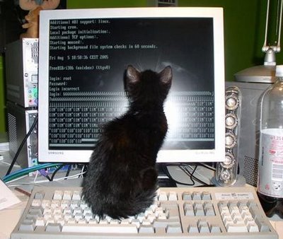 Cat and Computer