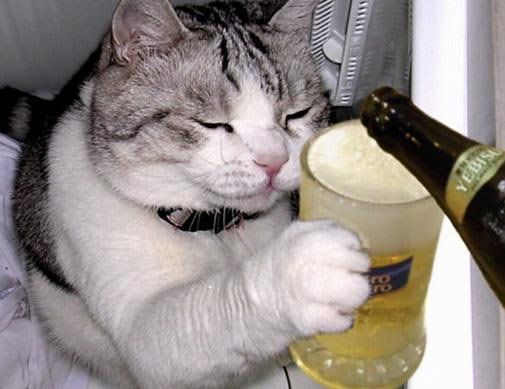 Beer Kitty Kitty